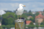 Vorschaubild Laridae, Larus michahellis, Mittelmeermoewe_2017_08_20--13-13-26.jpg 