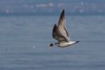 Vorschaubild Laridae, Moewe im Flug mit Brotstueck_2016_02_26--15-37-56.jpg 