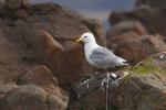 Vorschaubild Laridae, Rissa tridactyla, Dreizehenmoewe_2019_06_13--12-16-13.jpg 