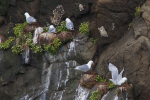 Vorschaubild Laridae, Rissa tridactyla, Dreizehenmoewen nisten_2019_06_13--12-14-51.jpg 