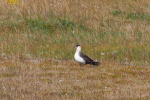 Vorschaubild Laridae, Stercorarius parasiticus, Schmarotzerraubmoewe_2019_06_19--19-07-19.jpg 