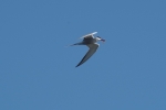 Vorschaubild Laridae, Sterna hirundo, Fluss-Seeschwalbe mit Fisch_2014_04_17--08-31-51.jpg 