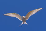 Vorschaubild Laridae, Sterna paradisaea, Kuestenseeschwalbe im Flug_2019_06_19--18-46-00.jpg 