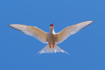 Vorschaubild Laridae, Sterna paradisaea, Kuestenseeschwalbe im Flug_2019_06_19--18-46-01.jpg 