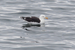 Vorschaubild Larus fuscus, Heringsmoewe_2019_06_17--15-58-02.jpg 