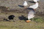 Vorschaubild Moewe streitet mit Kraehe um ein Stueck Brot_2015_12_12--13-03-49.jpg 