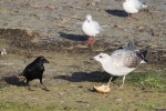 Vorschaubild Moewe streitet mit Kraehe um ein Stueck Brot_2015_12_12--13-04-00.jpg 