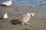 Vorschaubild Moewe streitet mit Kraehe um ein Stueck Brot_2015_12_12--13-04-27.jpg 