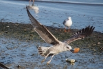 Vorschaubild Moewe streitet mit Kraehe um ein Stueck Brot_2015_12_12--13-04-32.jpg 