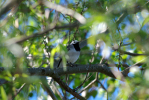 Vorschaubild Motacillidae, Motacilla alba, Bachstelze_2013_05_18--10-39-08.jpg 