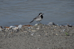 Vorschaubild Motacillidae, Motacilla alba, Bachstelze_2015_05_14--08-39-42.jpg 