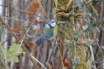 Vorschaubild Paridae, Cyanistes caeruleus, Blaumeise_2017_12_20--14-35-35.jpg 