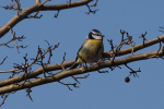 Vorschaubild Paridae, Cyanistes caeruleus, Blaumeise_2019_02_20--12-00-44.jpg 