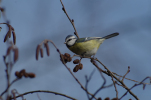 Vorschaubild Paridae, Parus caeruleus, Blaumeise_2012_11_08--15-00-34.jpg 