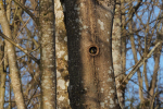 Vorschaubild Paridae, Parus major, Kohlmeise im Nistloch_2018_04_07--16-15-52.jpg 