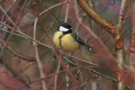 Vorschaubild Paridae, Parus major, Kohlmeise_2019_01_15--12-03-09.jpg 