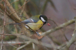 Vorschaubild Paridae, Parus major, Kohlmeise_2019_12_16--12-33-52.jpg 