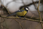 Vorschaubild Paridae, Parus major, Kohlmeise_2020_02_18--12-48-49.jpg 