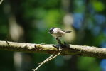 Vorschaubild Paridae, Parus montanus, Weidenmeise_2012_08_11--09-48-48.jpg 