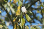 Vorschaubild Paridae, Poecile montanus, Weidenmeise_2017_10_31--12-54-26.jpg 