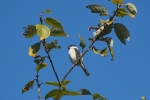 Vorschaubild Paridae, Poecile montanus, Weidenmeise_2017_10_31--12-55-05.jpg 