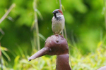 Vorschaubild Passeridae,  Passer domesticus, Haussperling_2019_05_20--14-55-05.jpg 