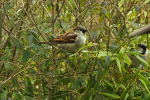 Vorschaubild Passeridae, Passer domesticus, Haussperling_2018_02_12--16-13-23.jpg 