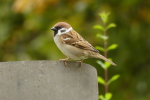 Vorschaubild Passeridae, Passer domesticus, Haussperling_2020_10_17--16-15-37.jpg 