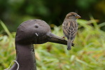 Vorschaubild Passeridae, Passer domesticus, Haussperling_2020_10_17--16-24-15.jpg 