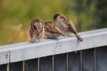 Vorschaubild Passeridae, Passer domesticus, Haussperlinge_2015_10_02--12-21-16.jpg 