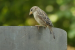 Vorschaubild Passeridae, Passer domesticus, Haussperlingn_2020_09_13--12-13-03.jpg 