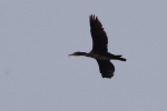 Vorschaubild Phalacrocoracidae, Phalacrocorax carbo, Kormoran im Flug_2016_01_24--16-17-44.jpg 