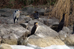 Vorschaubild Phalacrocoracidae, Phalacrocorax carbo, Kormorane und Graureiher am Bodensee_2018_02_28--10-04-00.jpg 