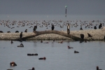 Vorschaubild Phalacrocoracidae, Phalacrocorax carbo, Kormorane_2015_11_06--10-04-44.jpg 