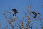 Vorschaubild Phalacrocorax carbo, Kormorane_2013_02_17--14-56-28.jpg 