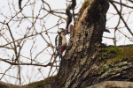 Vorschaubild Picidae, Dendrocopos major, Buntspecht_2019_04_06--11-13-12.jpg 