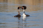 Vorschaubild Podicipedidae, Podiceps cristatus, Haubentaucher bei der Balz_2015_04_24--09-10-59.jpg 