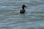 Vorschaubild Podicipedidae, Podiceps cristatus, Haubentaucher mit Fisch_2014_04_17--08-53-02.jpg 