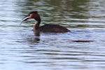 Vorschaubild Podicipedidae, Podiceps cristatus, Haubentaucher mit Fisch_2014_05_10--11-02-18.jpg 