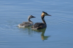 Vorschaubild Podicipedidae, Podiceps cristatus, Haubentaucher mit Jungtier_2017_08_07--10-46-07.jpg 