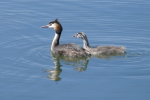 Vorschaubild Podicipedidae, Podiceps cristatus, Haubentaucher mit Jungtier_2017_08_07--10-46-13.jpg 