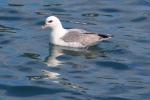 Vorschaubild Procellariidae, Fulmarus glacialis, Eissturmvogel_2019_06_15--14-54-58.jpg 