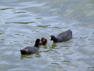 Vorschaubild Rallidae, Fulica atra, Blaesshuhn mit Jungem_2007_07_29--13-26-12.jpg 