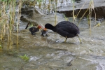 Vorschaubild Rallidae, Fulica atra, Blaesshuhn mit Jungen_2012_07_20--13-17-28.jpg 