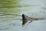 Vorschaubild Rallidae, Fulica atra, Blaesshuhn, Nestbau_2013_04_27--10-28-43.jpg 