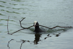 Vorschaubild Rallidae, Fulica atra, Blaesshuhn, Nestbau_2013_04_27--10-29-53.jpg 