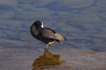 Vorschaubild Rallidae, Fulica atra, Blaesshuhn_2011_02_14--14-39-29.jpg 