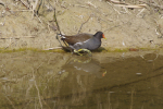 Vorschaubild Rallidae, Gallinula chloropus, Teichhuhn_2014_03_07--12-04-23.jpg 