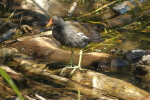 Vorschaubild Rallidae, Gallinula chloropus, Teichhuhn_2020_08_05--11-58-17.jpg 