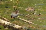 Vorschaubild Rallidae, Gallinula chloropus, Teichhuhn_2020_08_05--12-00-10.jpg 